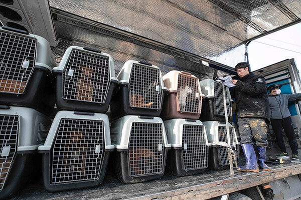 [사진 1] 한국 휴메인 소사이어티 인터내셔널, 충남 아산 소재 개농장 폐쇄 및 개 200마리 구조