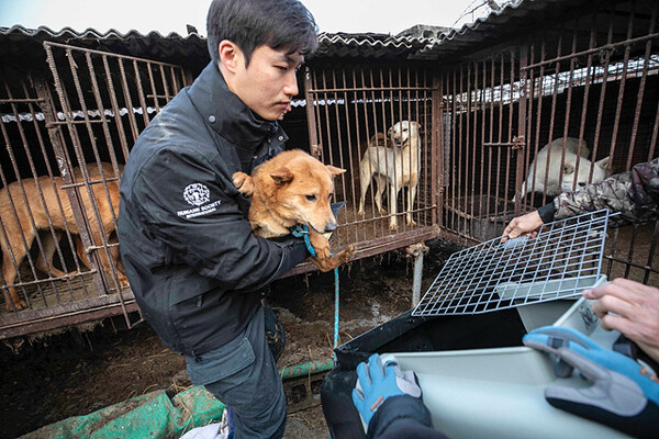 [사진 4] 한국 휴메인 소사이어티 인터내셔널, 충남 아산 소재 개농장 폐쇄 및 개 200마리 구조