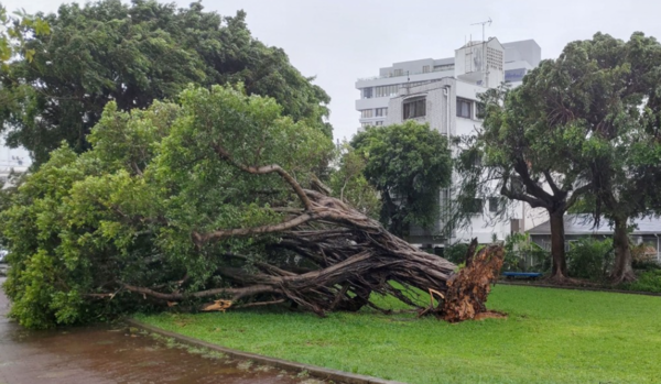 제6호 태풍 '카눈'이 일본 오키나와를 강타한 가운데 2일 나하에서 강풍에 뿌리 뽑힌 나무가 쓰러져 있다. [사진=연합뉴스]