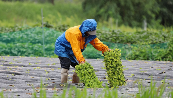 많은 비가 예보된 24일 강원 강릉시 경포동 들녘에서 주민들이 배추 모종을 심느라 바쁜 모습이다. [사진=연합뉴스]