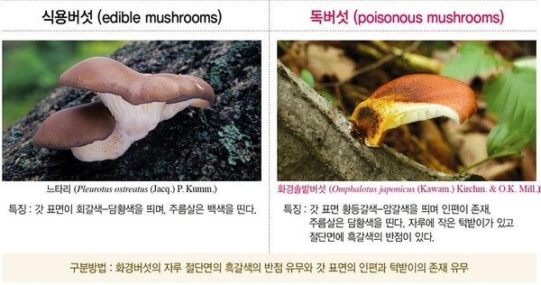 느타리와 화경솔밭버섯 비교 [국립수목원 제공]