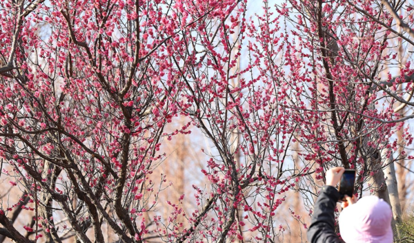 포근한 봄 날씨를 보인 13일 오후 부산 남구 대연수목원에 홍매화가 활짝 펴 있다. [사진=연합뉴스]