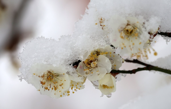 15일 강원 강릉시 교동에 있는 꽃을 활짝 피운 매화 위에 봄을 시샘하는 눈이 소복하게 쌓여 있다. [사진=연합뉴스]