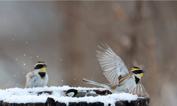 25일 강원 강릉시 남대천의 한 공원에서 눈이 내리는 가운데 노랑턱멧새가 눈 속에서 먹이를 찾고 있다. [사진=연합뉴스]